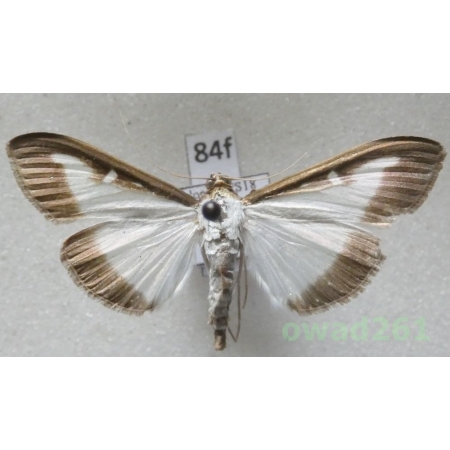Cydalima perspectalis (Walker, 1859) Poland84f